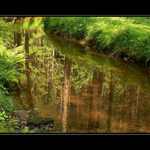 *woodland*