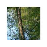 *vodníkovo království*