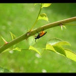 Lezu si ani nevím jak...