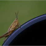 Grasshopper