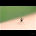 ...ked som bol na večeru...