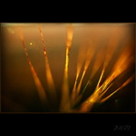 polná abstrakcia...