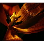 tulipán