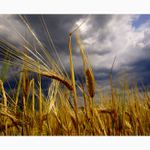 Zlato pred búrkou..