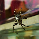 Křížová výprava