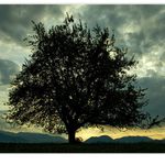 Večerný samotár I