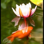 Leknin vs. rybka zlata