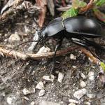 Carabus violaceu