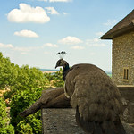 Smolenice II.