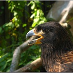 Čimango falklandský z liberecké ZOO
