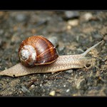 Svůj dům si vláčím sám