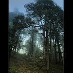 z nastevy u Tolkiena...