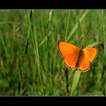 Motyl
