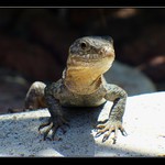 Vyhřívání na sluníčku