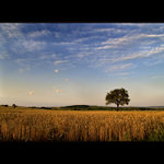 ***PODVEČERNÍ LÁNY***