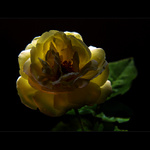 ***PŮLNOČNÍ KRÁSA 2***