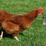 Kočky netřeba......