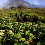 Pico