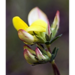 Žluté mámení II. ...