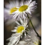 Letní náladovka...