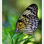 Idea leuconoe chersonesia