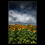 Demonstrace slunečnic