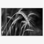 Sehnutý, ale nezlomen