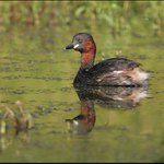 U rybníka je živo II