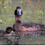 U rybníka je živo III