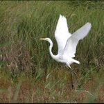 U rybníka je živo IV