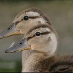 U rybníka je živo V