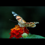 = Babočka bodláková =