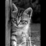 = Kočičí svět IV. =