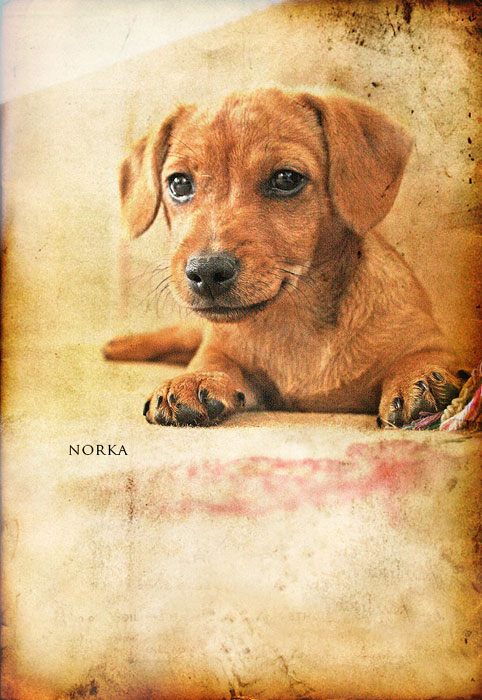 °°norka°°
