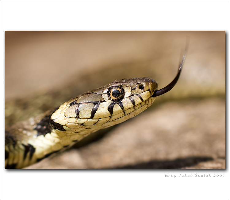 ssssssss....