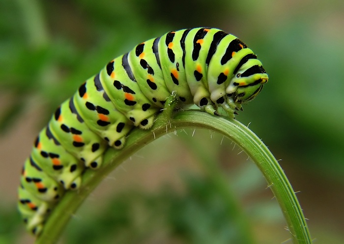 Jede, jede mašinka ......