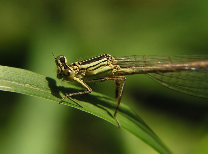 Debata se svým stínem