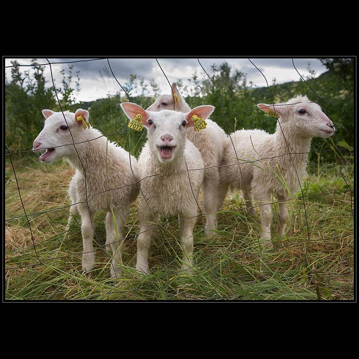 Bééééééééé!