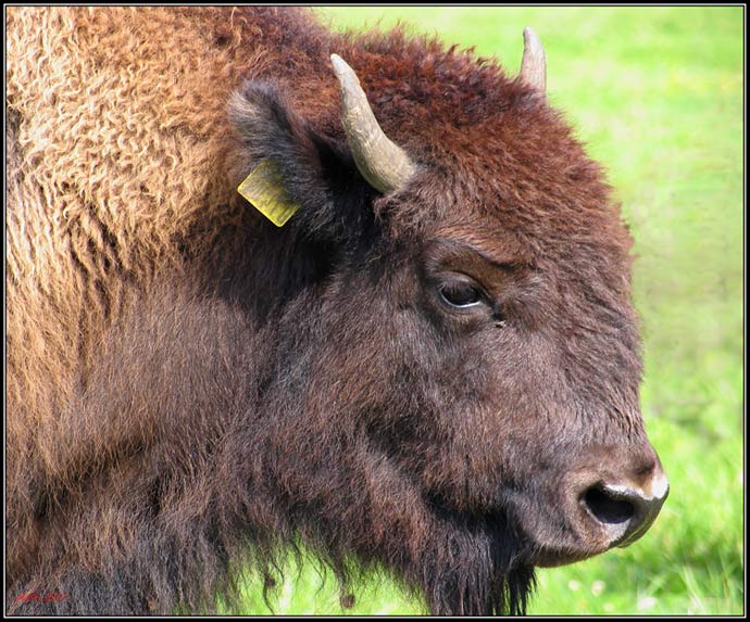 Bison s mouchou