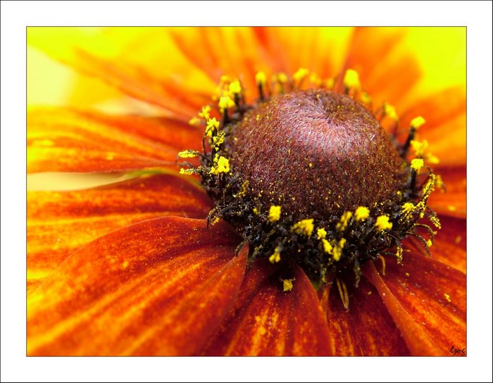 rudbekie
