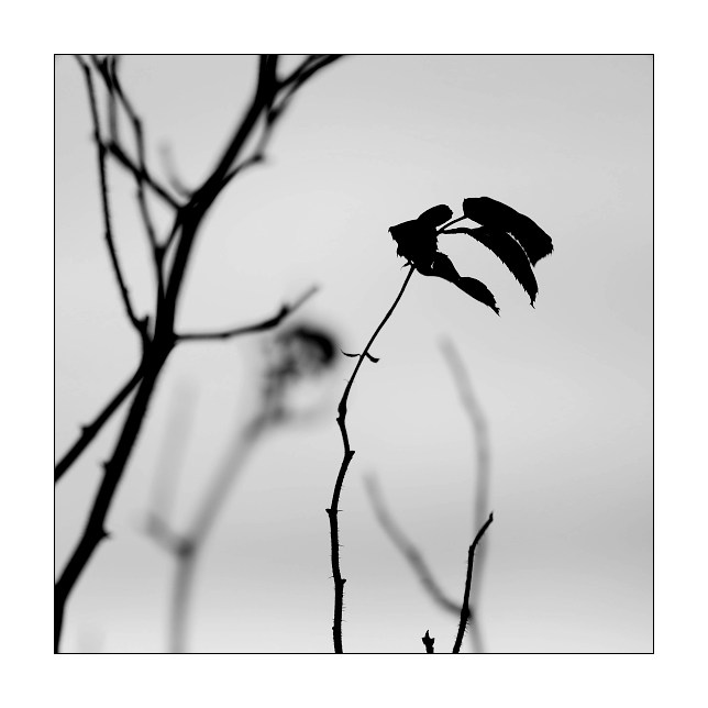 :::