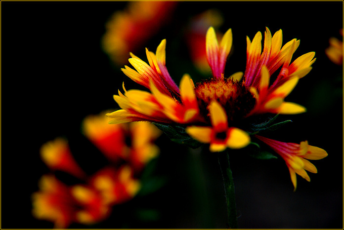 Flower in abstraction