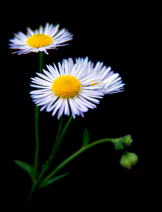 Ordinary flower...