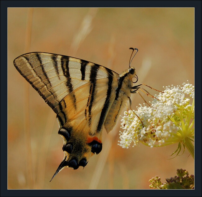 Motýl u Žerotínské kaple panny Marie