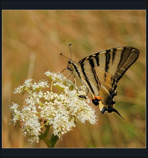 Motýl u Žerotínské kaple panny Marie
