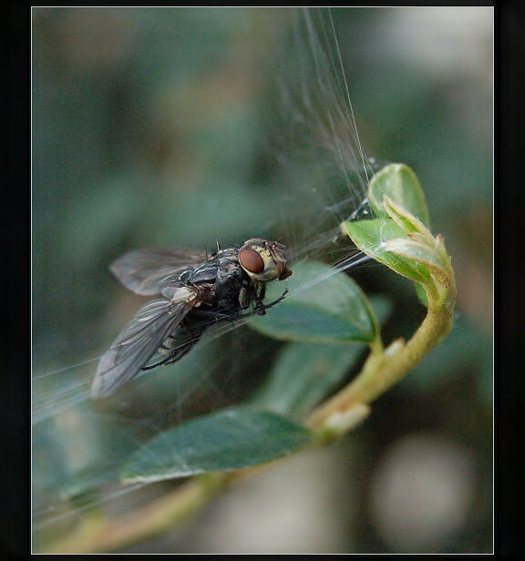 Večeře je připravena ...