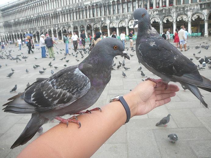 holubičky-venezia. s.marco
