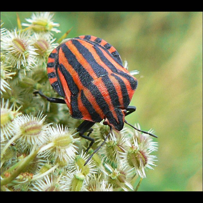 Kněžice pásovaná