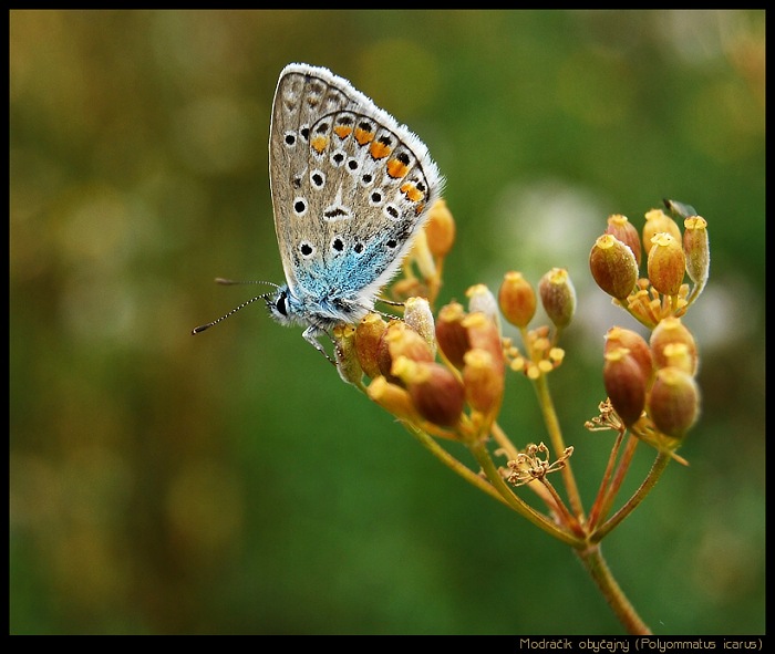 Modráčik obyčajný (Polyommatus icarus)