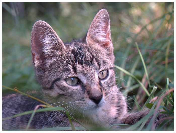 Findus